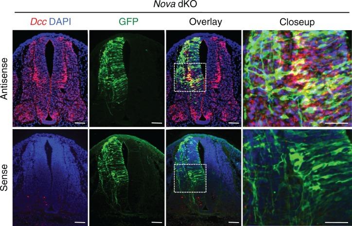 https://cdn.ncbi.nlm.nih.gov/pmc/blobs/bf85/4930329/d66acaaca9f7/elife-14264-fig2-figsupp1.jpg