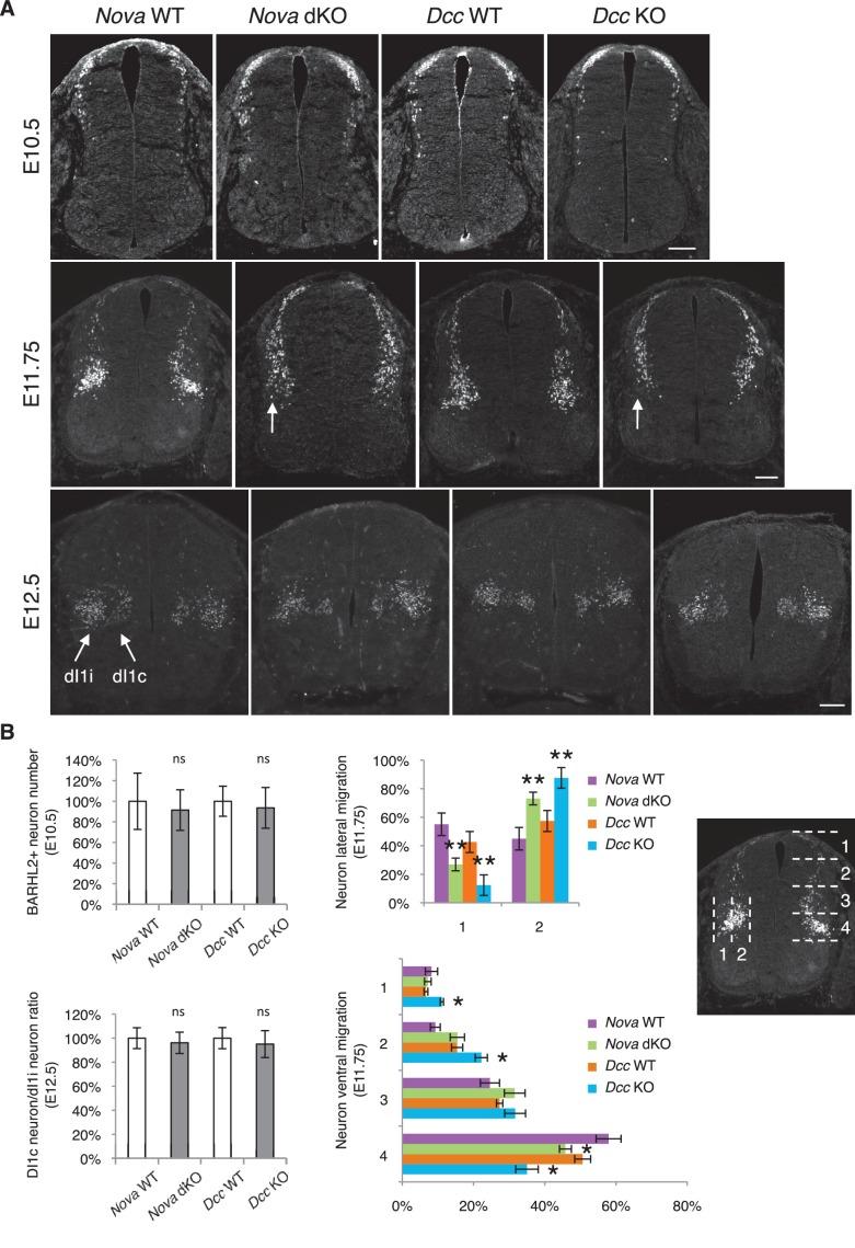 https://cdn.ncbi.nlm.nih.gov/pmc/blobs/bf85/4930329/d8fa5989c1d4/elife-14264-fig4.jpg