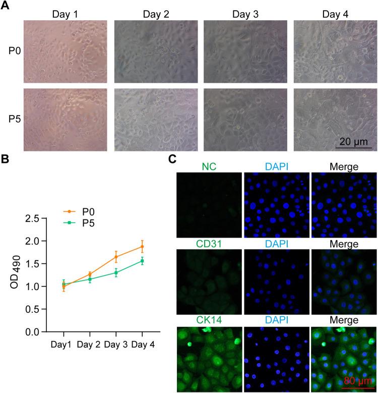 https://cdn.ncbi.nlm.nih.gov/pmc/blobs/bf8e/12358349/352490c21831/fped-13-1628435-g002.jpg