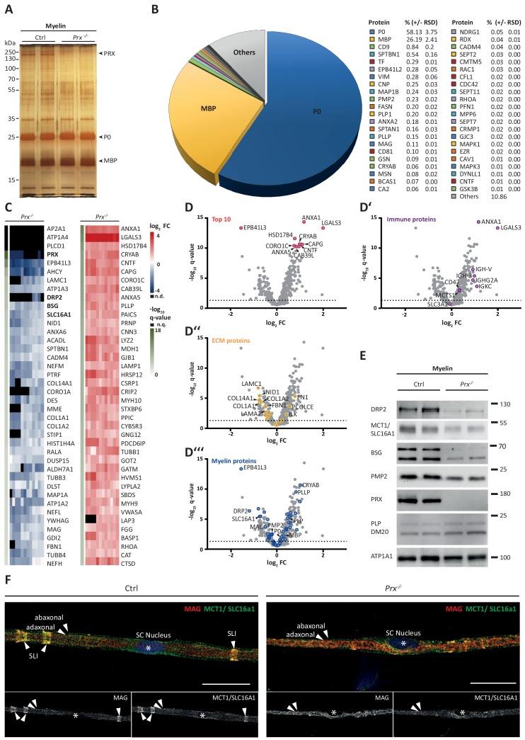 https://cdn.ncbi.nlm.nih.gov/pmc/blobs/bf8e/7056269/c3029a0b0713/elife-51406-fig5.jpg