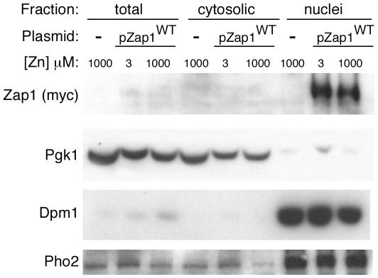 https://cdn.ncbi.nlm.nih.gov/pmc/blobs/bf92/3142189/04ec224792e3/pone.0022535.g005.jpg