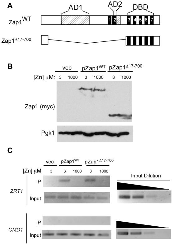 https://cdn.ncbi.nlm.nih.gov/pmc/blobs/bf92/3142189/9441210dfe8a/pone.0022535.g006.jpg