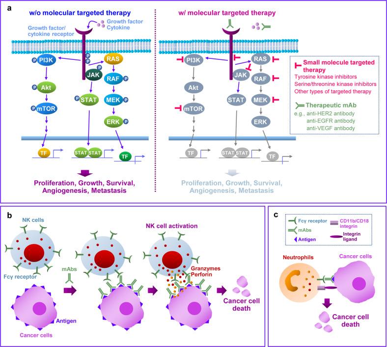 https://cdn.ncbi.nlm.nih.gov/pmc/blobs/bf94/9636149/41c4092cdde2/12276_2022_864_Fig2_HTML.jpg