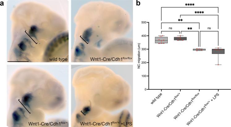 https://cdn.ncbi.nlm.nih.gov/pmc/blobs/bf97/10209087/200c36045ae4/41467_2023_38526_Fig5_HTML.jpg
