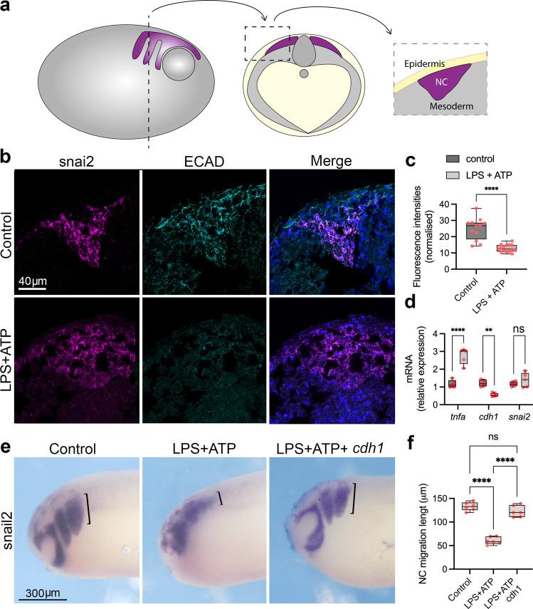 https://cdn.ncbi.nlm.nih.gov/pmc/blobs/bf97/10209087/38b2b178f11d/41467_2023_38526_Fig3_HTML.jpg