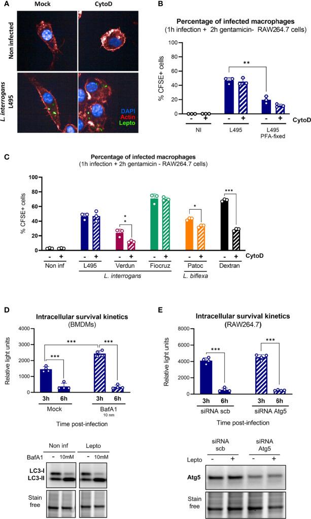 https://cdn.ncbi.nlm.nih.gov/pmc/blobs/bf97/9310662/0168454b17b2/fcimb-12-936931-g004.jpg