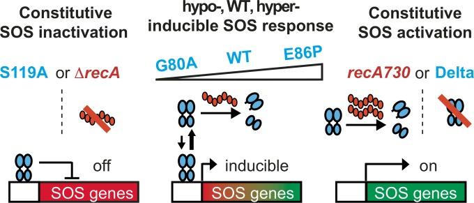 https://cdn.ncbi.nlm.nih.gov/pmc/blobs/bf98/4980697/74c36e0bcd47/sph0041621270001.jpg