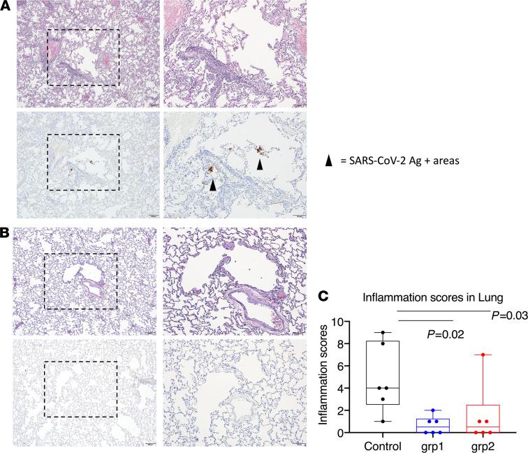 https://cdn.ncbi.nlm.nih.gov/pmc/blobs/bf99/8262352/d1e561d6e763/jciinsight-6-148494-g131.jpg