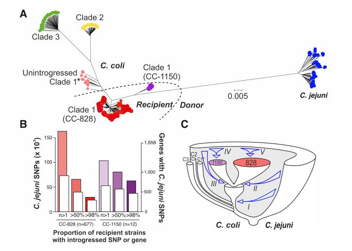 https://cdn.ncbi.nlm.nih.gov/pmc/blobs/bf9a/11237541/c2115dca98ad/mbio.00581-24.f001.jpg