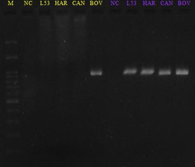 https://cdn.ncbi.nlm.nih.gov/pmc/blobs/bf9a/5673650/5be169a8130d/fmicb-08-02155-g0003.jpg