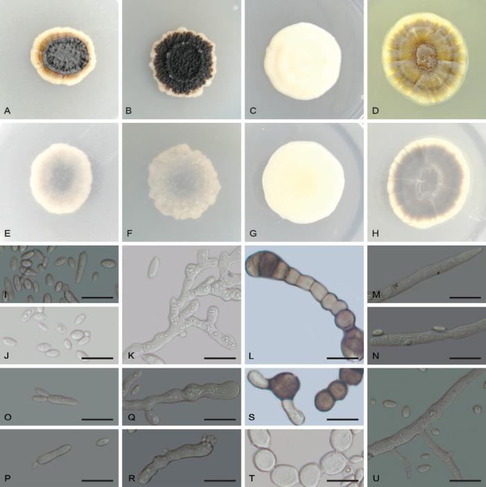 https://cdn.ncbi.nlm.nih.gov/pmc/blobs/bf9b/12308290/1e6dd8ec29f9/per-2025-54-5-F11.jpg