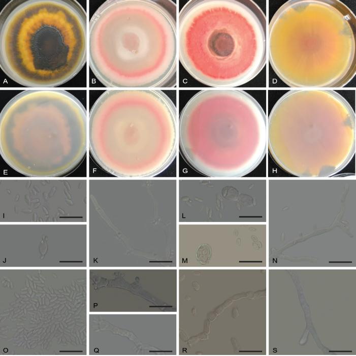 https://cdn.ncbi.nlm.nih.gov/pmc/blobs/bf9b/12308290/792dbe1502da/per-2025-54-5-F12.jpg