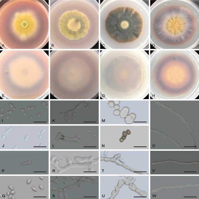 https://cdn.ncbi.nlm.nih.gov/pmc/blobs/bf9b/12308290/d35f3a90d274/per-2025-54-5-F6.jpg