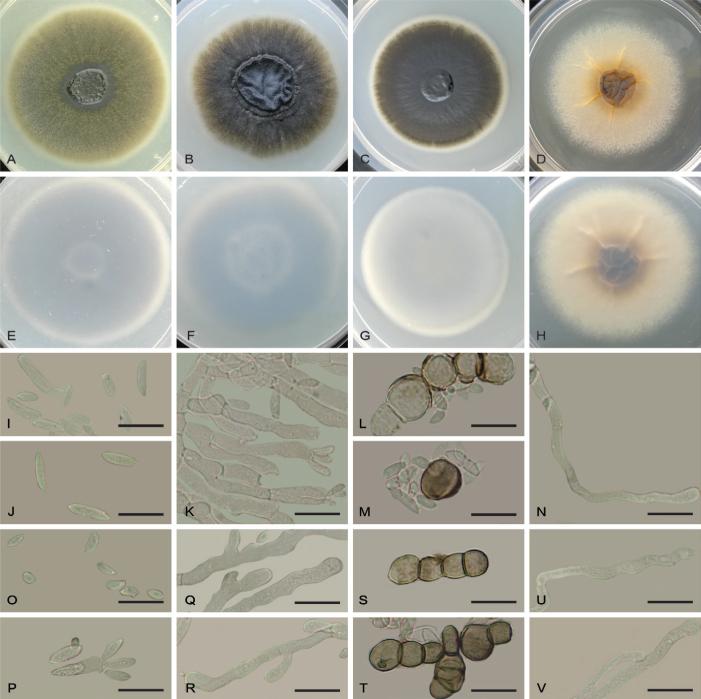 https://cdn.ncbi.nlm.nih.gov/pmc/blobs/bf9b/12308290/e3fd570e77b5/per-2025-54-5-F13.jpg
