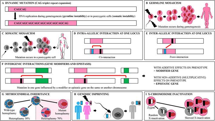 https://cdn.ncbi.nlm.nih.gov/pmc/blobs/bf9d/8015894/746b65178bcf/MDC3-8-299-g003.jpg