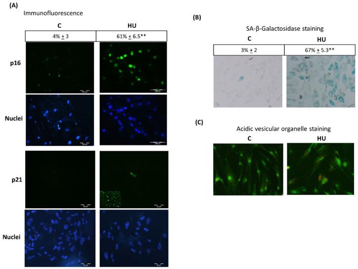 https://cdn.ncbi.nlm.nih.gov/pmc/blobs/bfa3/8619969/aeafcc5e0a97/jpm-11-01048-g003.jpg