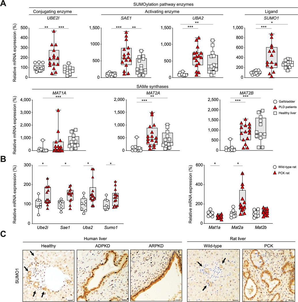 https://cdn.ncbi.nlm.nih.gov/pmc/blobs/bfa4/8157180/b94ad9f37840/nihms-1666894-f0001.jpg