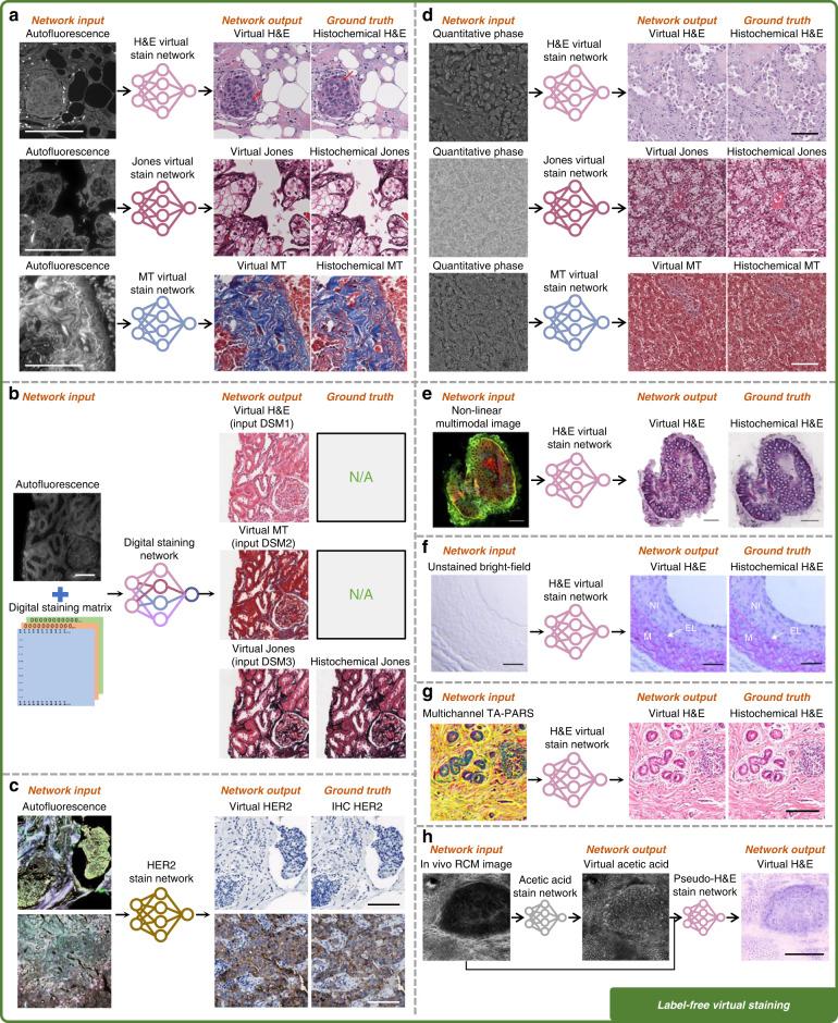 https://cdn.ncbi.nlm.nih.gov/pmc/blobs/bfa4/9981740/18171833ba2e/41377_2023_1104_Fig4_HTML.jpg
