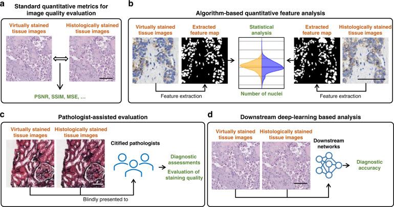 https://cdn.ncbi.nlm.nih.gov/pmc/blobs/bfa4/9981740/84e3351ddce4/41377_2023_1104_Fig8_HTML.jpg