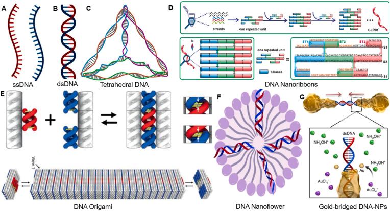 https://cdn.ncbi.nlm.nih.gov/pmc/blobs/bfa8/12152897/16ad29d3e60b/gr1.jpg
