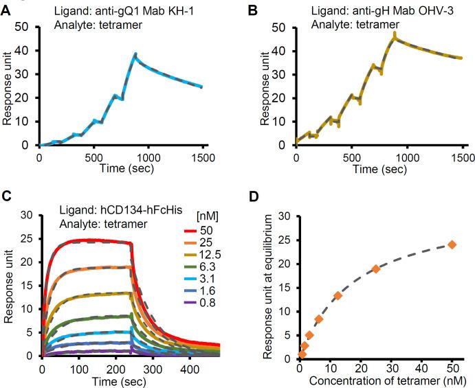https://cdn.ncbi.nlm.nih.gov/pmc/blobs/bfa8/7367449/eacb4b56a60a/ppat.1008648.g001.jpg