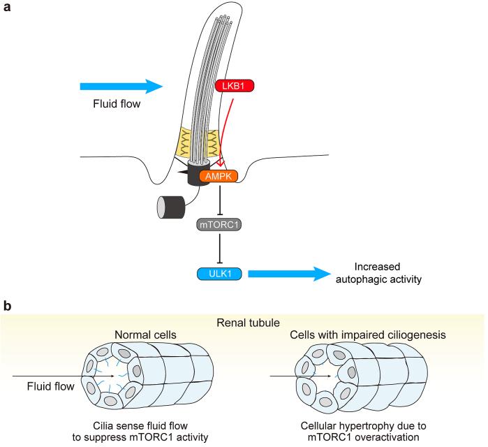 https://cdn.ncbi.nlm.nih.gov/pmc/blobs/bfa9/8355725/ae2da51f3d2a/2433-3298-4-3-0207-g004.jpg