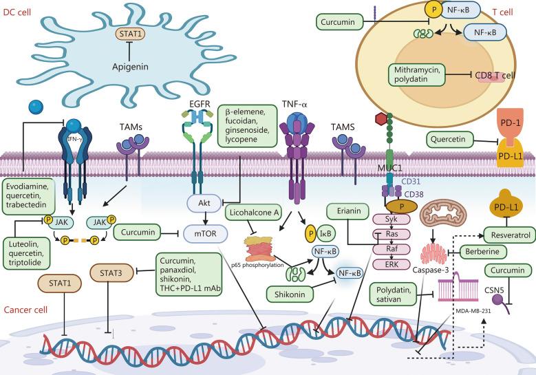 https://cdn.ncbi.nlm.nih.gov/pmc/blobs/bfaa/11654217/52f10f040de1/40779_2024_586_Fig4_HTML.jpg