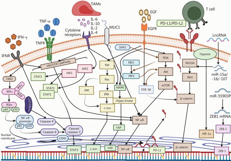 https://cdn.ncbi.nlm.nih.gov/pmc/blobs/bfaa/11654217/d9bac594fe34/40779_2024_586_Fig1_HTML.jpg