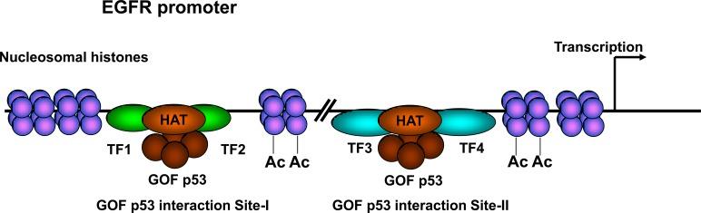 https://cdn.ncbi.nlm.nih.gov/pmc/blobs/bfaa/4914296/2248ddd05730/oncotarget-07-12426-g010.jpg