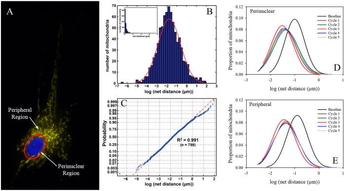 https://cdn.ncbi.nlm.nih.gov/pmc/blobs/bfad/9626967/98a3872e2d96/fcell-10-1010232-g002.jpg