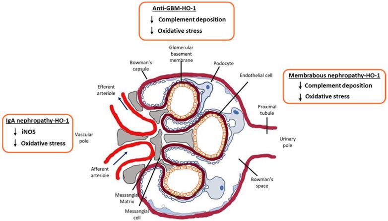 https://cdn.ncbi.nlm.nih.gov/pmc/blobs/bfae/9774641/2a897aa3aa95/antioxidants-11-02454-g002.jpg