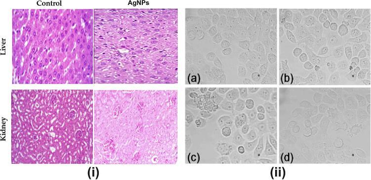 https://cdn.ncbi.nlm.nih.gov/pmc/blobs/bfb3/11324848/047b560437a8/gr6.jpg