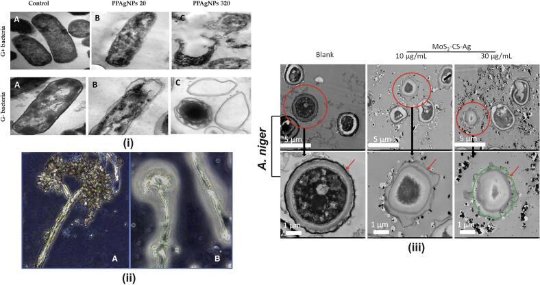 https://cdn.ncbi.nlm.nih.gov/pmc/blobs/bfb3/11324848/f765da82d71d/gr4.jpg