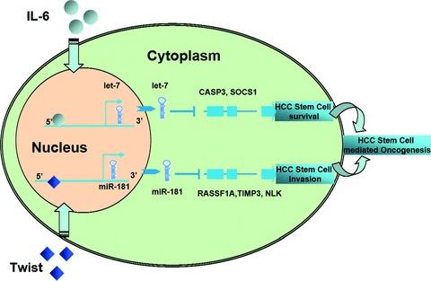 https://cdn.ncbi.nlm.nih.gov/pmc/blobs/bfb6/3823102/7e6e4e20d44e/jcmm0016-0160-f10.jpg