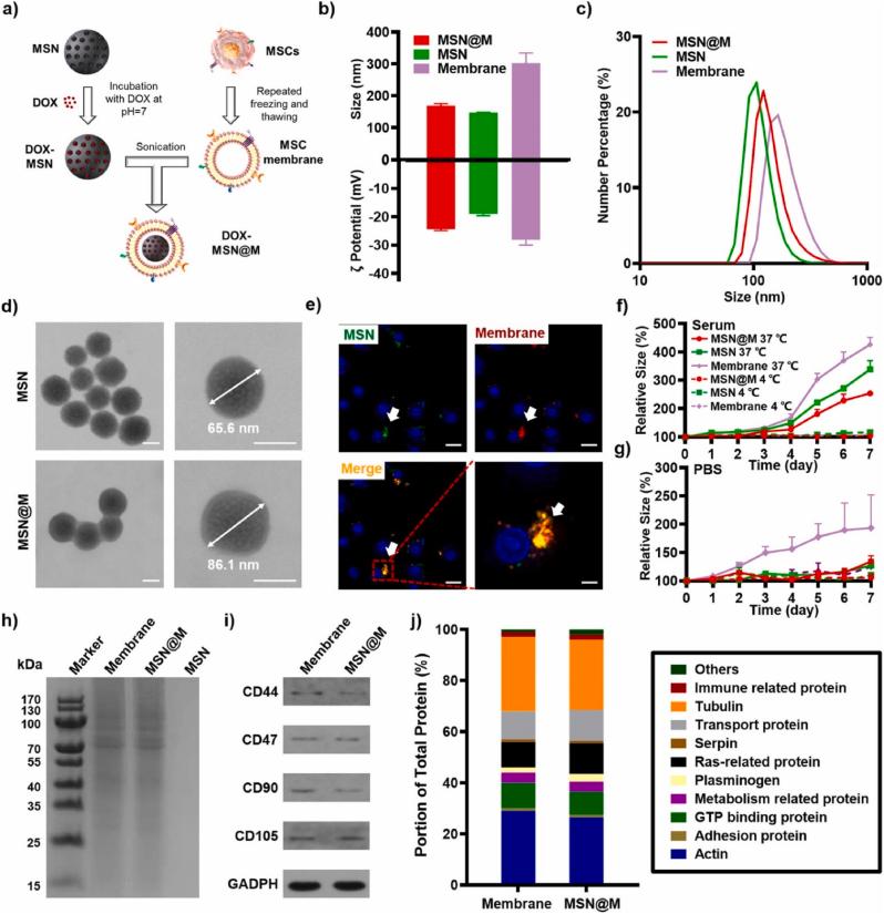 https://cdn.ncbi.nlm.nih.gov/pmc/blobs/bfb8/9364095/9bdb43f83c34/gr4.jpg