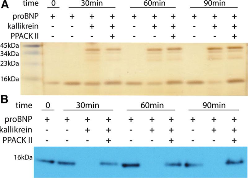 https://cdn.ncbi.nlm.nih.gov/pmc/blobs/bfb9/4982757/daf57f383014/hcg-9-375-g007.jpg