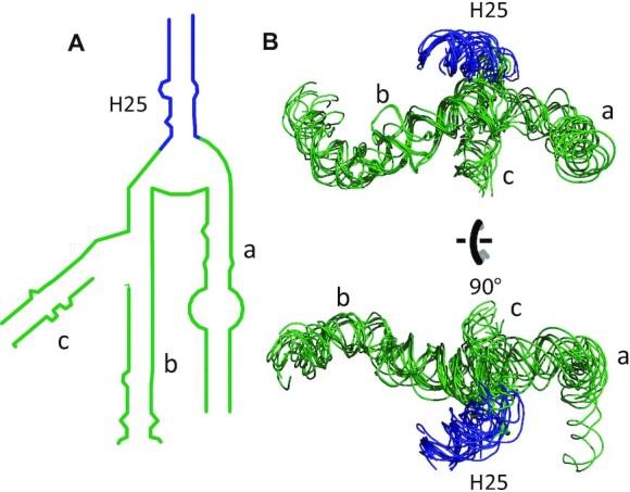 https://cdn.ncbi.nlm.nih.gov/pmc/blobs/bfb9/9561286/75f6c28dbb02/gkac844fig4.jpg