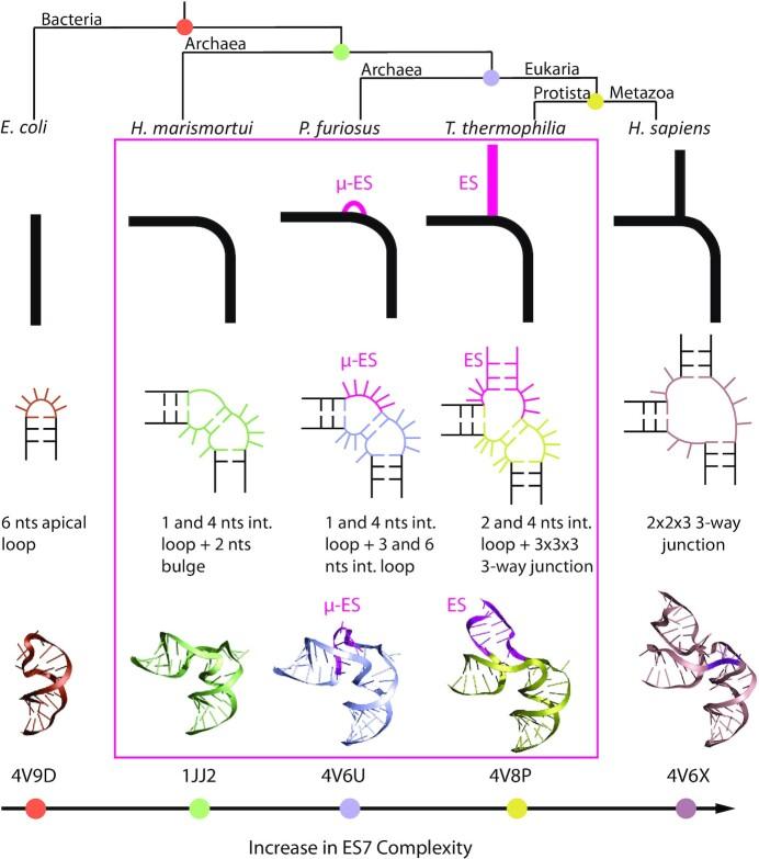 https://cdn.ncbi.nlm.nih.gov/pmc/blobs/bfb9/9561286/878ec425481b/gkac844fig6.jpg
