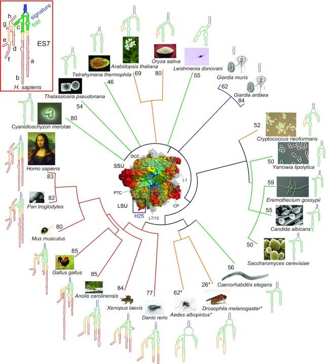 https://cdn.ncbi.nlm.nih.gov/pmc/blobs/bfb9/9561286/f8cb4afe8e88/gkac844fig2.jpg