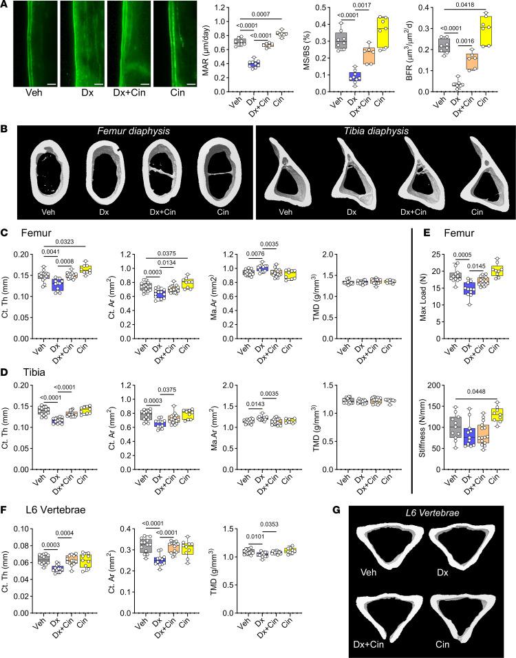 https://cdn.ncbi.nlm.nih.gov/pmc/blobs/bfba/11383176/3eed6a4392a1/jciinsight-9-175089-g081.jpg