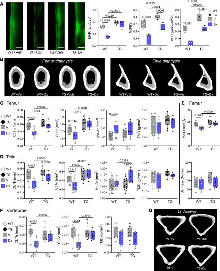 https://cdn.ncbi.nlm.nih.gov/pmc/blobs/bfba/11383176/d0a5852cc152/jciinsight-9-175089-g082.jpg
