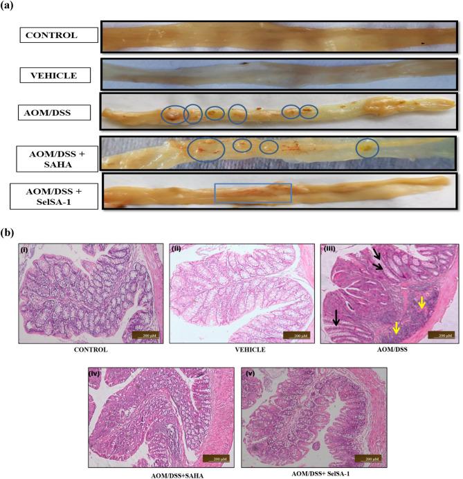 https://cdn.ncbi.nlm.nih.gov/pmc/blobs/bfbb/10250299/10e7c26f9114/41598_2023_36555_Fig3_HTML.jpg