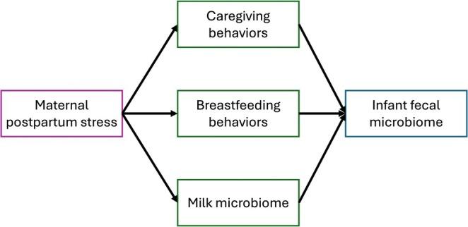 https://cdn.ncbi.nlm.nih.gov/pmc/blobs/bfc0/12087434/b09fe0fe673e/AJHB-37-e70061-g002.jpg