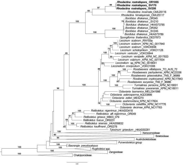 https://cdn.ncbi.nlm.nih.gov/pmc/blobs/bfc2/5804118/4539e11b2d18/mycokeys-29-063-g001.jpg