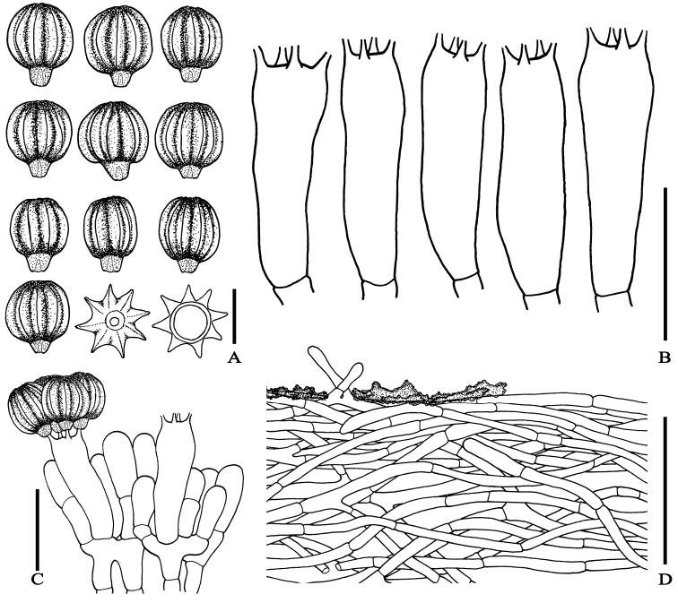 https://cdn.ncbi.nlm.nih.gov/pmc/blobs/bfc2/5804118/f87071ebe1a2/mycokeys-29-063-g003.jpg