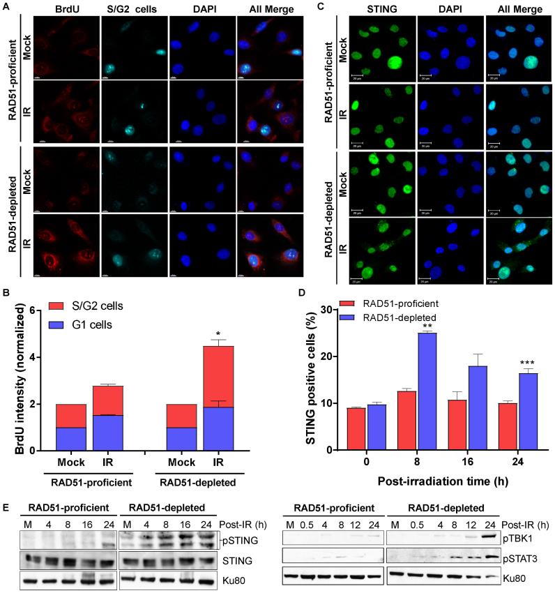 https://cdn.ncbi.nlm.nih.gov/pmc/blobs/bfc3/5416901/2925cca51e94/gkx126fig3.jpg