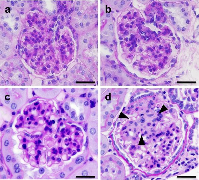https://cdn.ncbi.nlm.nih.gov/pmc/blobs/bfc5/4000074/4e1c7bc64a7f/tox-27-057-g004.jpg