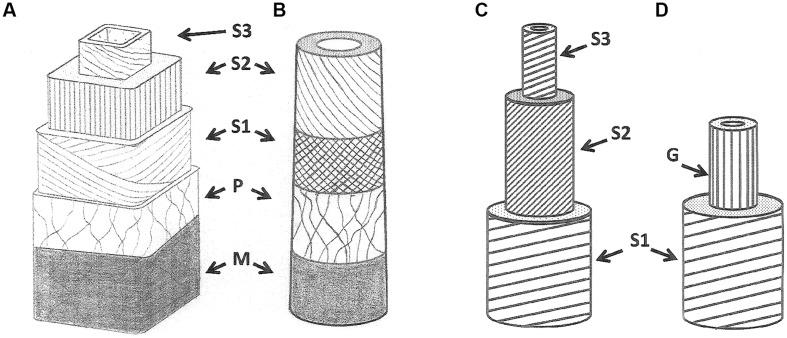 https://cdn.ncbi.nlm.nih.gov/pmc/blobs/bfc7/4406077/b5fea5950c1d/fpls-06-00266-g002.jpg