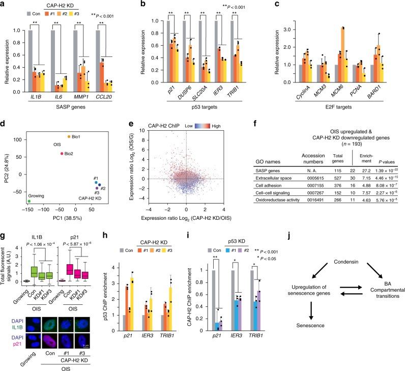 https://cdn.ncbi.nlm.nih.gov/pmc/blobs/bfc8/6908677/6c532fefe58d/41467_2019_13604_Fig8_HTML.jpg