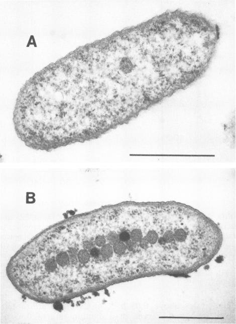 https://cdn.ncbi.nlm.nih.gov/pmc/blobs/bfc9/184959/0fa95dc6bb9b/aem00092-0176-a.jpg